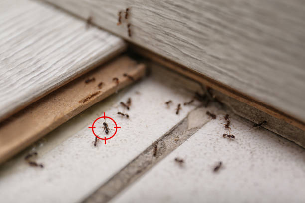 Best Bed Bug Extermination  in Duarte, CA