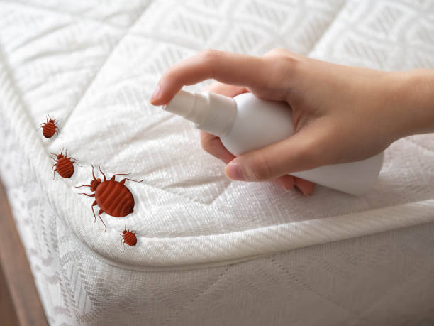 Reliable Duarte, CA Pest Control Solutions
